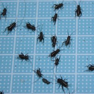 少量 えさ用フタホシコオロギ ＳＳサイズ　２０匹（トカゲ、ヤモリ、カエルの生餌）