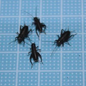 少量発送 えさ用フタホシコオロギ Sサイズ 20...の商品画像