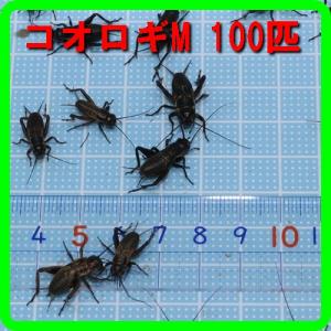 えさ用フタホシコオロギ Ｍサイズ　１００匹（トカゲ、ヤモリ、カエルの生餌）