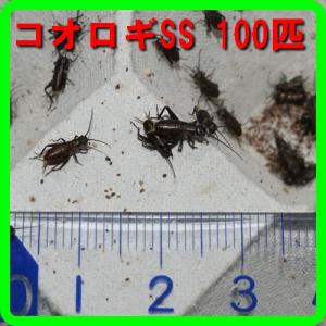 コオロギえさ用ＳＳサイズ１００匹「フタホシコオロギ」最短