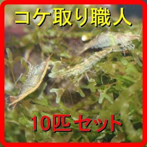 ミナミヌマエビ 10匹セット コケ取りに最適(メ...の商品画像