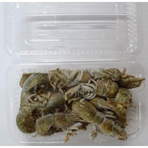 冷凍ゲンダ カメジャコ アナジャコ 大サイズ 中サイズ 釣りエサ用 冷凍商品 649 アクアキューブyahoo店 通販 Yahoo ショッピング