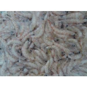 特価 生オキアミ 約3kg フカセ用中サイズ ...の詳細画像1