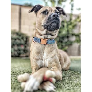 猫 犬 首輪 名入れ ふわふわ リードセット ...の詳細画像2