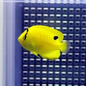 シテンヤッコ 3-4cm± (A-0001) 海水魚 サンゴ 生体