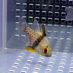 マンジュウイシモチ 3-4cm【3匹】! 海水...の詳細画像1