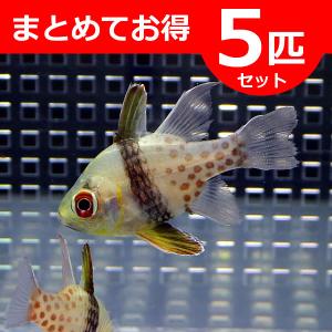 マンジュウイシモチ 2-3cm 【5匹】 ! 海水魚 テンジクダイ 15時までのご注文で当日発送(t116｜aquagift