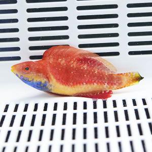 セイルフィンフェアリーラス♂ 5-7cm± ! 15時までのご注文で当日発送 海水魚 ベラ(t122｜aquagift