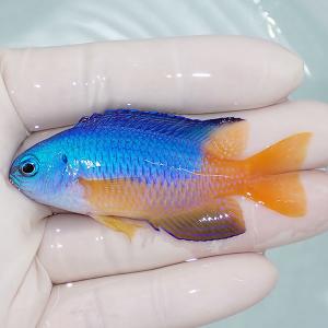 【現物1】イエローベリーbig 6.5cm±! 海水魚 スズメダイ 餌付け 15時までのご注文で当日発送(t117｜aquagift