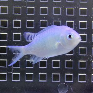 デバスズメダイ 3-4cm!  海水魚 スズメダイ 餌付け 15時までのご注文で当日発送(t117