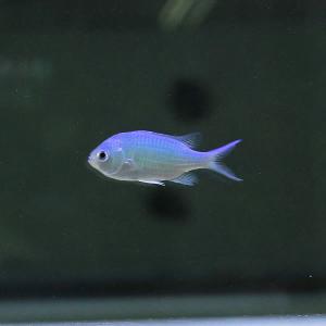 デバスズメダイ! 海水魚 スズメダイ 餌付け ...の詳細画像1