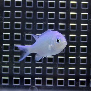 デバスズメダイ! 海水魚 スズメダイ 餌付け ...の詳細画像2
