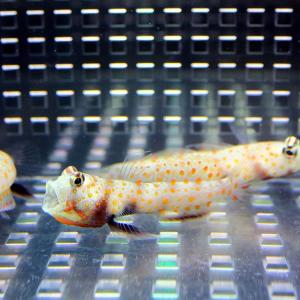 ヤマブキハゼ 4-6cm± (A-0015) 海水魚 サンゴ 生体｜aquagift