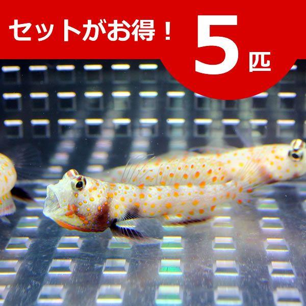 ヤマブキハゼ 4-6cm± ５匹セット 海水魚 ハゼ(A-0017) 海水魚 サンゴ 生体
