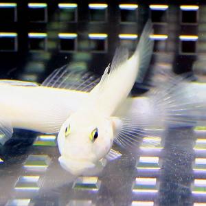 ミズタマハゼ(A-0018) 海水魚 サンゴ 生体の詳細画像1