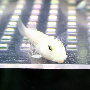 ミズタマハゼ(A-0018) 海水魚 サンゴ 生体の詳細画像2