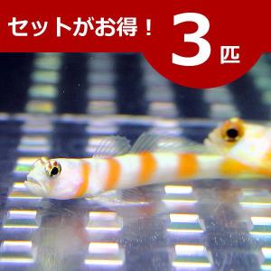 ヤノダテハゼ ３匹セット (A-0023) 海水魚 サンゴ 生体｜aquagift