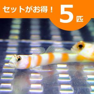 ヤノダテハゼ 5匹セット (A-0024) 海水魚 サンゴ 生体｜aquagift