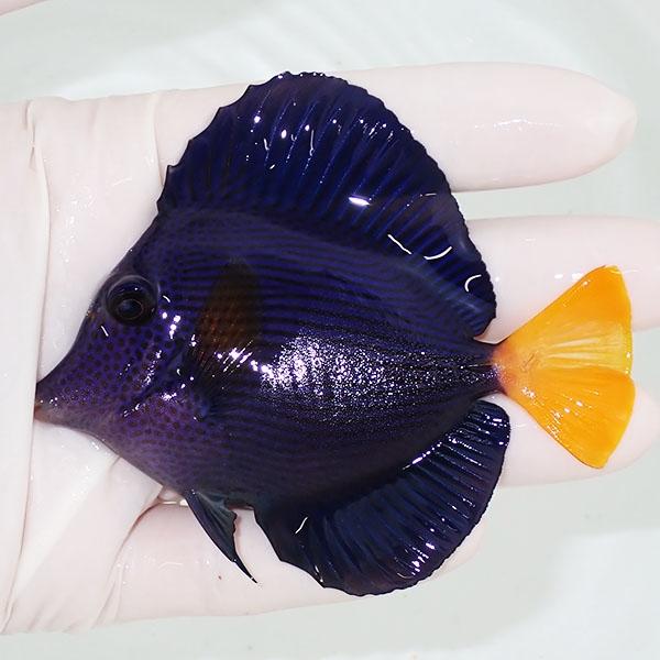 【現物】粒エサOK パープルタン 9cm±! 海水魚 ハギ !15時までのご注文で当日発送【ハギ】(...