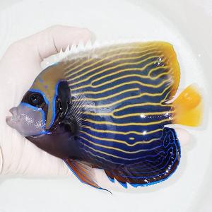 【現物1】タテジマキンチャクダイ 13cm±!海水魚 ヤッコ  15時までのご注文で当日発送(t111(t207｜aquagift