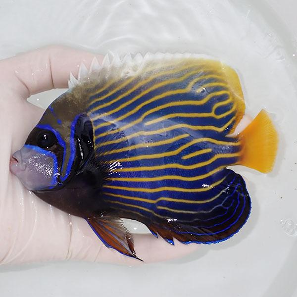 【現物1】粒エサOK タテジマキンチャクダイ 20cm±!海水魚 ヤッコ  15時までのご注文で当日...