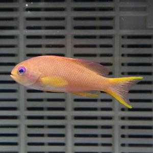 キンギョハナダイ 4-6cm±(A-0040) 海水魚 サンゴ 生体｜aquagift
