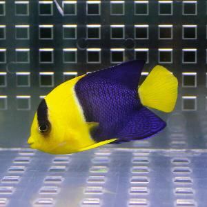 ソメワケヤッコ 5-7cm±(A-0043) 海水魚 サンゴ 生体｜aquagift