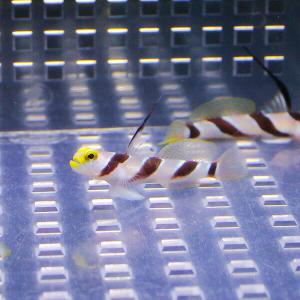 ハタタテネジリンボウ 3-4cm± 海水魚 ハ...の詳細画像1