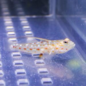 ハタタテシノビハゼ 海水魚 ハゼ!【餌付け】1...の詳細画像1