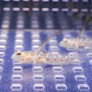 ハタタテシノビハゼ 海水魚 ハゼ!【餌付け】1...の詳細画像2