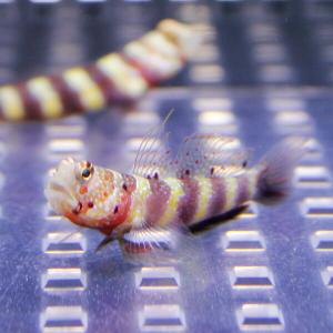 クビアカハゼ 1匹 4-6cm± 海水魚 ハゼ(A-0046) 海水魚 サンゴ