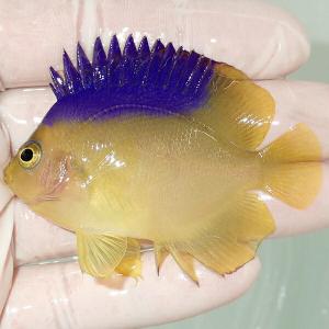 【現物4】コリンズピグミーエンゼル 6.5cm± (A-0052) 海水魚 サンゴ 生体｜aquagift