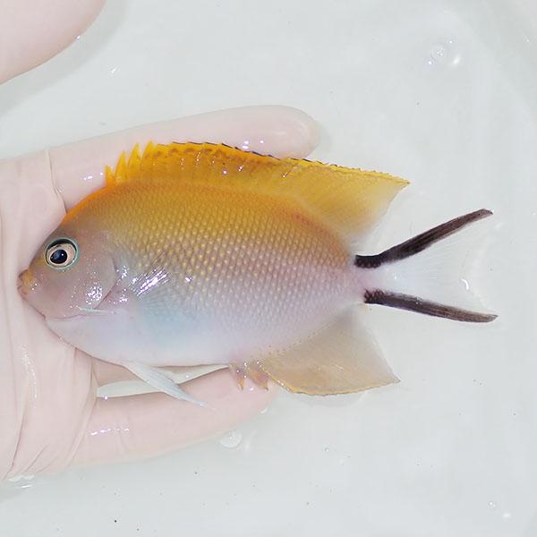 【現物】 BIGヤイトヤッコ ♀  12cm± ! 海水魚 ヤッコ 15時までのご注文で当日発送(t...