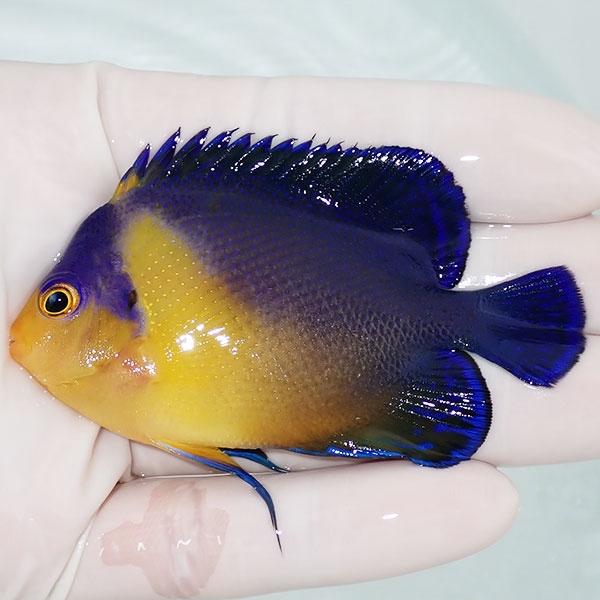 【現物3】スミレヤッコ 7cm±! 海水魚 ヤッコ 15時までのご注文で当日発送(t111