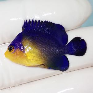 極美品 現物55 細かい冷凍餌ok スミレヤッコ 4 5cm A 3196 海水魚 サンゴ 生体 新品未使用品 Kvtt Com Au
