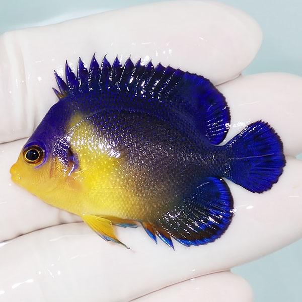 【現物7】スミレヤッコ 8.5cm±! 海水魚 ヤッコ 15時までのご注文で当日発送(t111