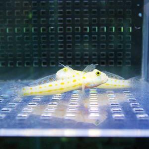 オトメハゼ 海水魚 ハゼ! 15時までのご注文...の詳細画像1