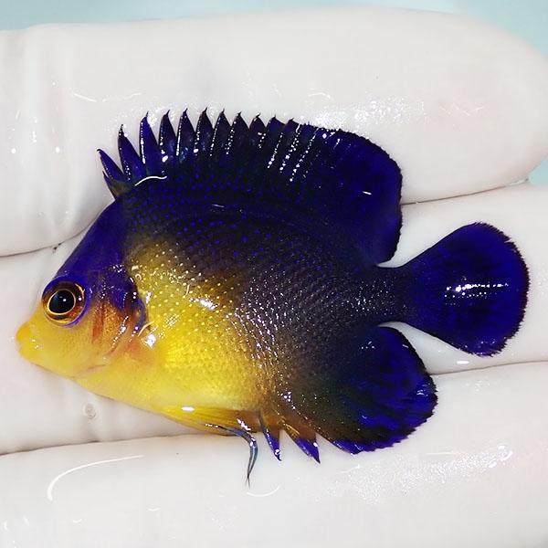 【現物14】スミレヤッコ 8.5cm±! 海水魚 ヤッコ 15時までのご注文で当日発送(t111