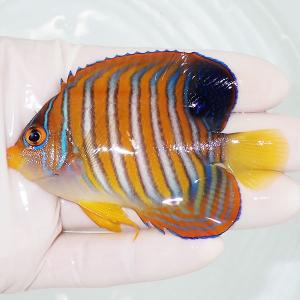 【現物2】ニシキヤッコ 5cm±!海水魚 ヤッコ15時までのご注文で当日発送(t111(t207｜aquagift