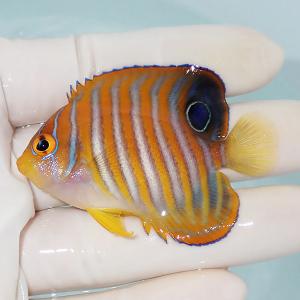 【現物4】ニシキヤッコ 6cm±!海水魚 ヤッコ15時までのご注文で当日発送(t111(t207