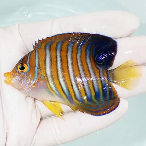 現物11 ニシキヤッコ 15cm A 0115 海水魚 サンゴ 生体 海水魚 サンゴ 水生生物 Estudiomentescriativas Com Br