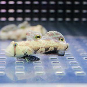 カニハゼ 3-5cm !海水魚 ハゼ 15時ま...の詳細画像1