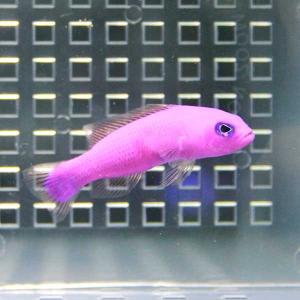 クレナイニセスズメ(A-0123) 海水魚 サ...の詳細画像2