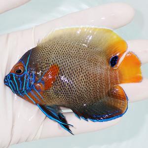 【現物1】 アデヤッコ 9.5cm±(A-0132) 海水魚 サンゴ 生体｜aquagift