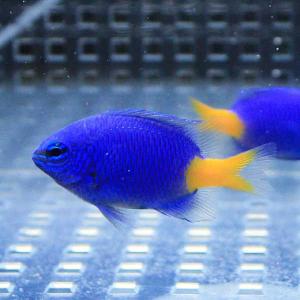 シリキルリスズメ 1匹 3-4cm±(A-0136) 海水魚 サンゴ 生体｜aquagift