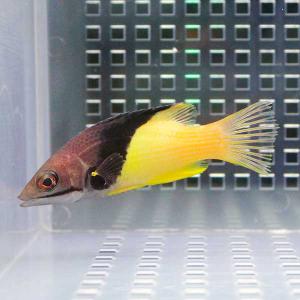 ケサガケベラ 6-8cm± 海水魚 ベラ! 餌付け15時までのご注文で当日発送(t122｜aquagift