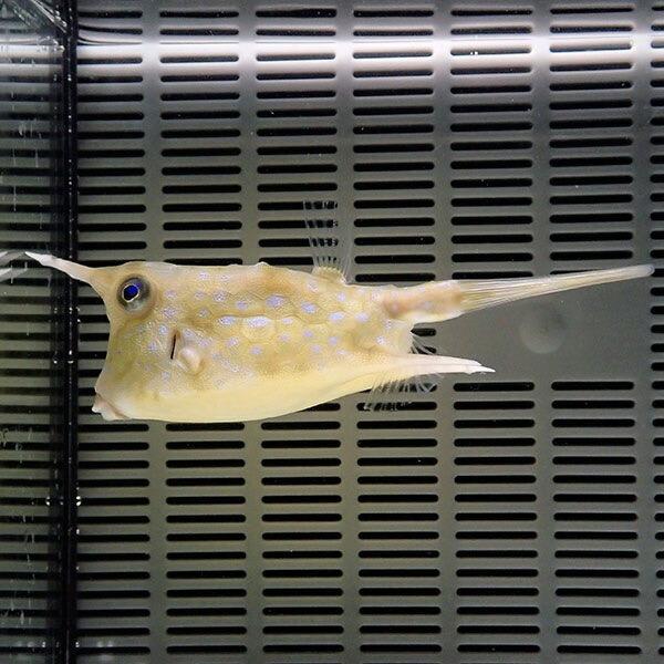 コンゴウフグ big 8-11cm± (A-0146) 海水魚 サンゴ 生体