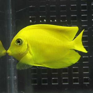 クログチニザ 7-9cm± 海水魚 ハギ(A-0147) 海水魚 サンゴ