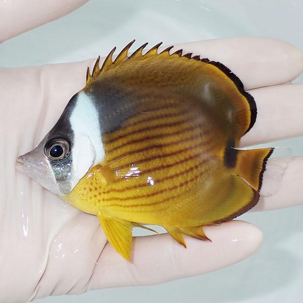 【現物】チョウハン 11cm±!海水魚 チョウチョウウオ 15時までのご注文で当日発送(t114(t...
