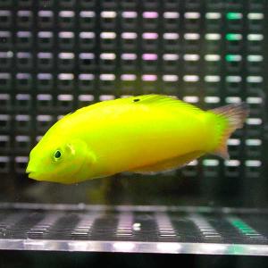 コガネキュウセン 5-7cm!  海水魚 ベラ 15時までのご注文で(t122